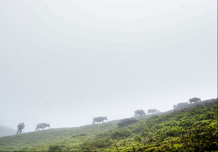 Chauris have been vital to the livelihoods of nomadic communities in the Himalayas